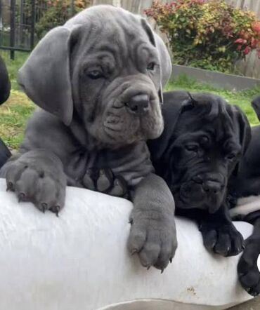 Psi: Ako tražite vernog člana porodice, obratite se nama i postanite — 18