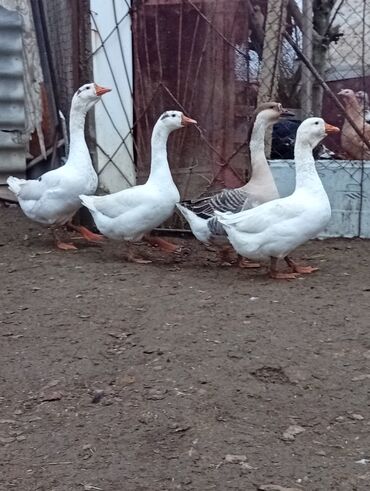 Qazlar: Qazlar satılır – həm ətlik, həm də damazlıq məqsədlər üçün — 10