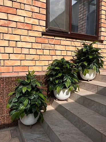 Декоративные цветы: 🌿✨ Mayram Decor.kg – искусственные деревья и цветы в Бишкеке ✨🌿 — 11