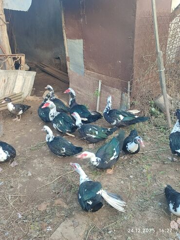 Ördəklər: Dişi, | Lal ördək, Ətlik — 6