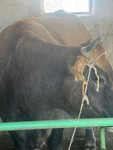 для сельчского хозяйства: Продаю | Корова (самка) | Для разведения — 2
