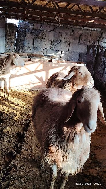 Баран, овца: Продаю | Овца (самка) | Для разведения — 1