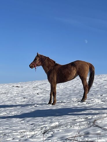 Лошади, кони: Продаю | Кобыла (самка) | Для разведения — 10