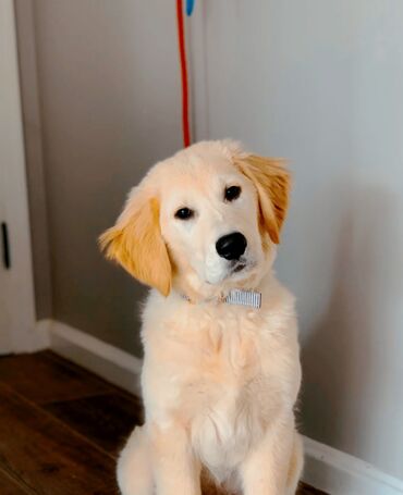 вольер для собак: Retriever, 8 ay, Dişi, Peyvəndli, Ünvandan götürmə