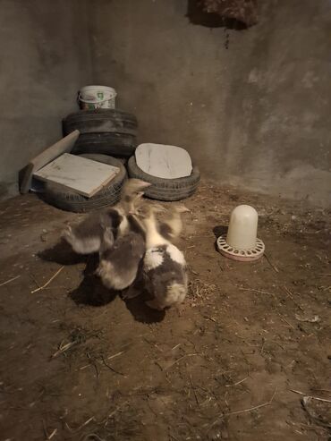 Qazlar: Yerli qaz alesi satlir 4 ana qaz 1 erkeg 6 dende balsi 1 ay olar bala — 8