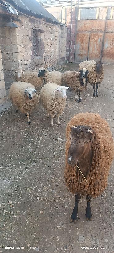 Qoyunlar, qoçlar: Satışda: qoyun sürüsü - Növ: yerli merinos qoyunlar (quzu və ana — 8