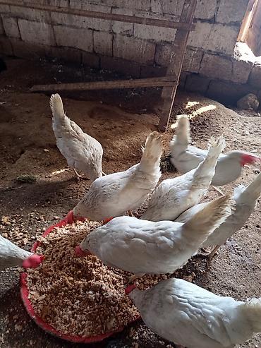 dayça nədir: Salam,liqorin cinsidi yumurtlaya, bilən bilir,nə heyvanlardı,8 ədədi — 1