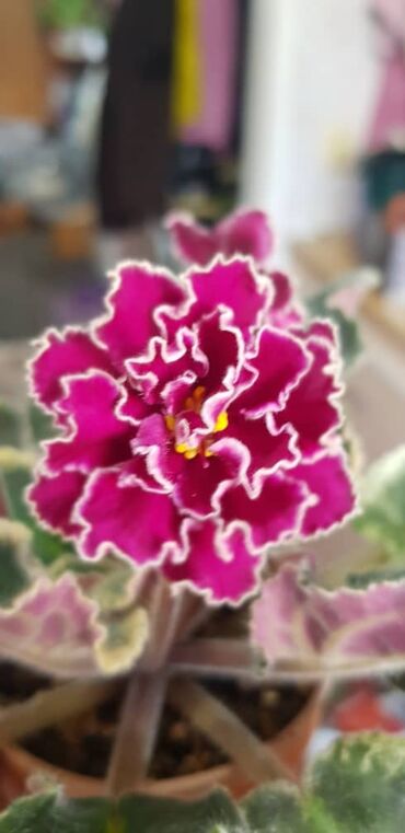 тоголок молдо чуй: Продаю сортовые фиалки 🌺:деткистартеры.,свежим срезом черенки.Для