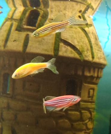 beluqa balığı: Danio, Sülhsevər — 6