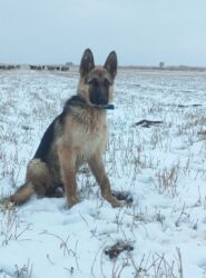 булдок ит: Чыгыш Европа овчаркасы, 6 айлык, Ургаачы, Эмделген lalafo.kg да булдок ит: Чыгыш Европа овчаркасы, 6 айлык, Ургаачы, Эмделген