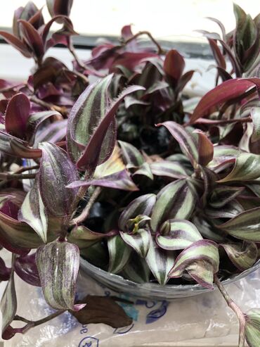 Otaq bitkiləri: Otaq bitkileri — 6