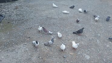 Göyərçinlər: Məhsul: Güvənçinlər (xüsusi uçuş və rəng çeşidləri) Təsvir: - — 12