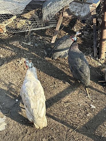 Птицы: 10 голов — 5