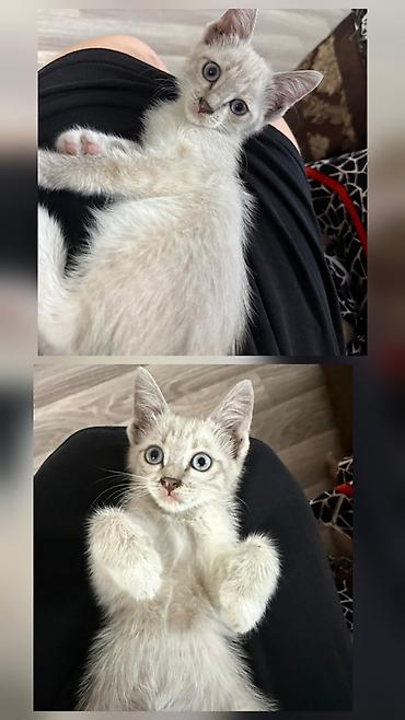 сиамский: Кошка даром: Сиамская, 2 месяца, Мальчик — 1