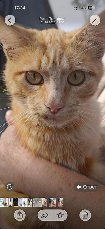 кошка шатланка: Кошка даром: Беспородная, 8 месяцев, Мальчик — 1