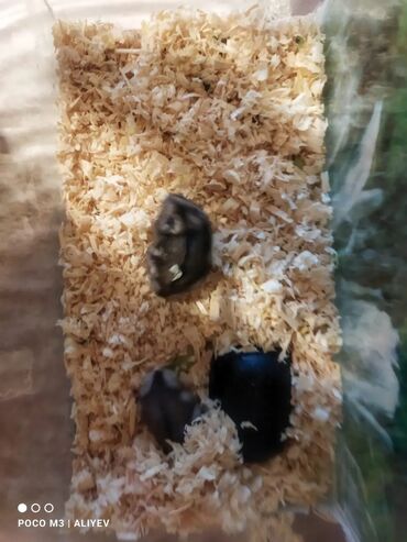 sincab satışı: Hamster akvarium ilə birlikdə satılır. 2 erkek.Doğulandan bəri