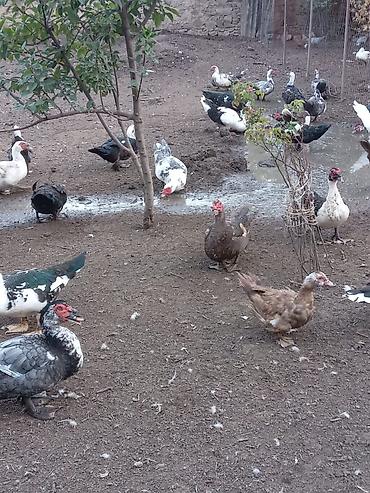 ordek satisi: Muscovy ördəkləri (hind ördəyi) – çoxsaylı sürü Qiymətləri Ferqlidir — 6