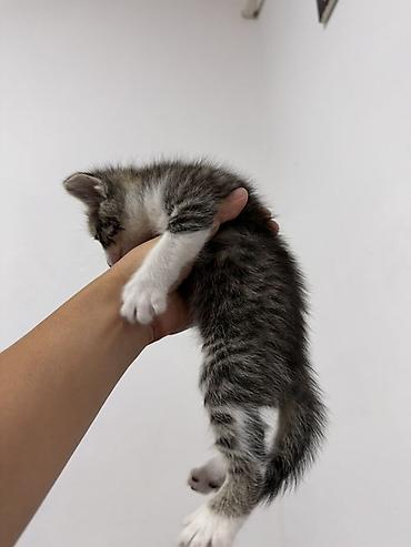 корм для курей несушек: 1 месяц, Девочка — 4