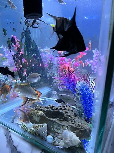 akvarium işığı: Salam. akvarium əla vəziyyətdədi 30 dan çox balıq var hamısını üstə — 7