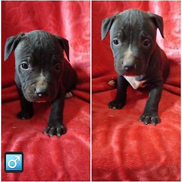 Psi: Pit bull štenci na prodaju Oštenjeni: 18.12.2025 Primili su prvu — 8