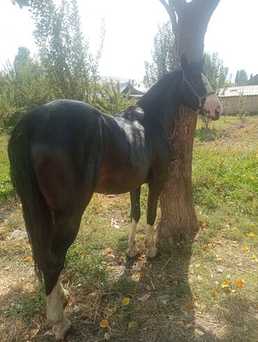 кони: Срочно срочно продаю лошадь🐎 возможно торг есть только позвоните!!