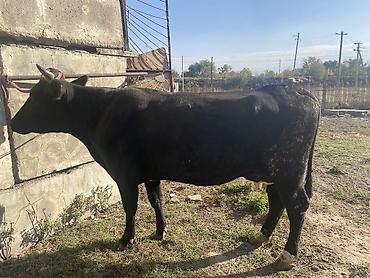 карова щвиц: Продаю | Корова (самка) | Для молока — 2