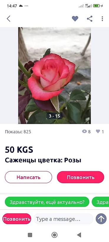 Садовые цветы и кустарники: Саженцы цветка: Розы — 13