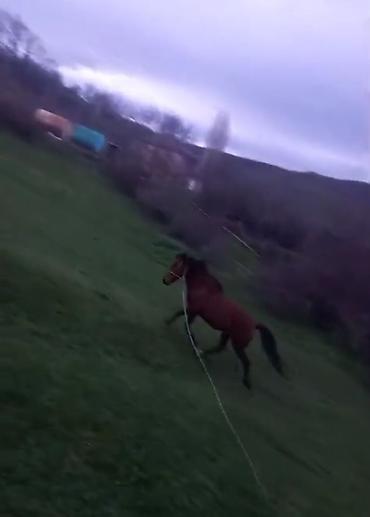 Atlar: Qəhvəyi rəngli at - Cins: yerli tip, qara yalı və quyruğu - Rəng — 13