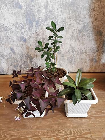 maral buynuzu bitkisi: Nəzər bitkisi + kəpənək bitkisi + tradescantia. Hər otağa uyğundur — 1