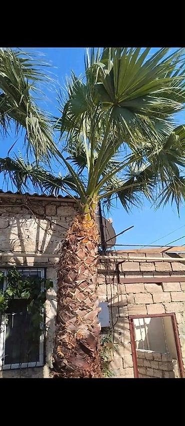 dekarativ ağaclar: DekoDekorativ (palma ağacı) - Növ: Xurma (Phoenix canariensis tipinə — 1