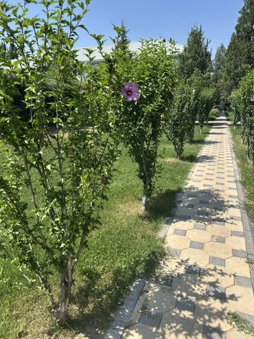 растение для дома и офиса: Саженцы цветка: Гибискусы садовые
