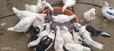 Ördəklər: Məhsul: Muskovi (Hind) ördəkləri – müxtəlif rənglərdə sürü Təsvir: - — 3