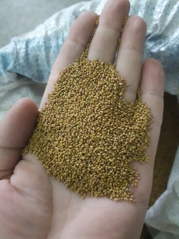 Корма для с/х животных: Продам семена клевера люцерна 10.5 кг