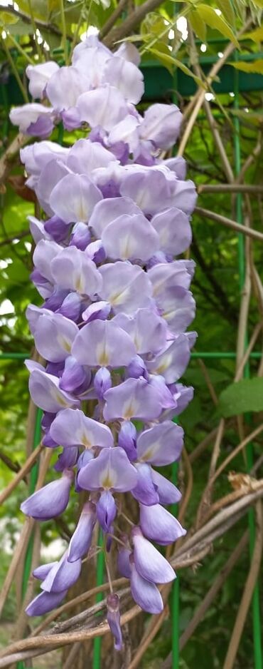 Садовые цветы и кустарники: Саженцы цветка: Пионы, Самовывоз at lalafo.kg — 15 Садовые цветы и кустарники: Саженцы цветка: Пионы, Самовывоз — 15