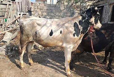 dovşan satışı: Salam Holisteyn - Firz cinsidir 
satılır — 2
