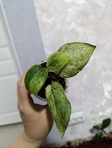 Сингониумы: Распродажа сортовых и редких комнатных растений, цены и названия — 7