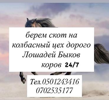 простые птички: Скупаем коров быков телок лошадей на вынужденный забой на колбасный — 1
