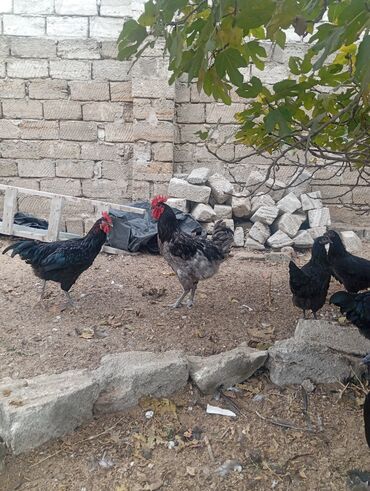 Xoruzlar: Məhsul: Ev şəraitində saxlanılan uzun quyruğ Alman sortu olan astralop — 12