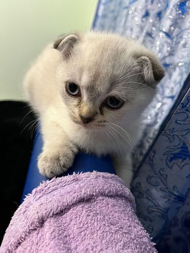 Pişiklər: Şotland yastı qulaq, Erkək, Dişi, Yaxşı əllərə, Ünvandan götürmə, Pulsuz çatdırılma, Ödənişli çatdırılma — 112