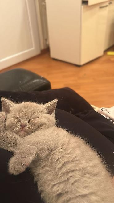 Кошки: Boz tüklü balaca pişik balası - Cinsə bənzər görünüş: qısa tüklü, sıx — 6
