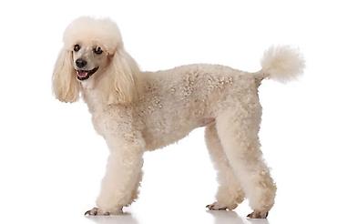 samoyed it: Pudel — 2