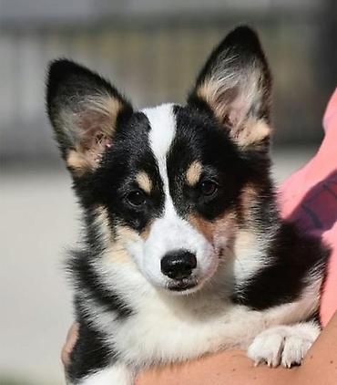 pepco psi: Velski korgi/Welsh Corgi Pembroke štenci. Odgajivacnica Royal Ramonda — 3