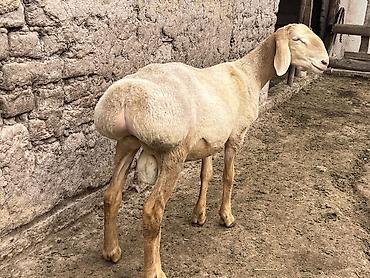 Продам с/х животных: Продаю | Баран (самец) | Арашан | Для разведения — 1
