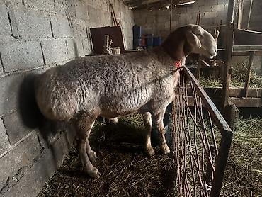 кара балта кошки: Продаю | Баран (самец) | На забой — 5