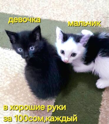 щенки доберман: Котята в хорошие руки. - Пол: девочка (полностью чёрная) и мальчик