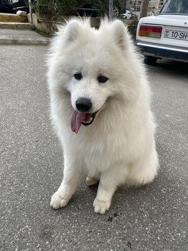 it alanlar: Samoyed, 1 il, Erkek, Peyvəndli, Ünvandan götürmə