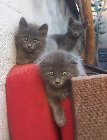 шотландский котенок: Скотиш Фолд (Шотландская вислоухая), 1 месяц, Мальчик, Серый, Приучена к лотку — 9