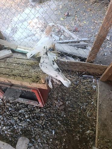 goyercin bazari: Məhsul: Bəzək və uçuş üçün yetişdirilən fırfırlı ayaqlı göyərçinlər — 4