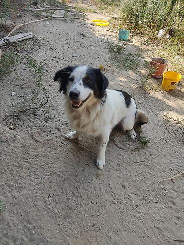 İtlər: Zvonok, 1 il, Dişi -da lalafo.az — 7 İtlər: Zvonok, 1 il, Dişi — 7