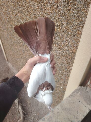 Göyərçinlər: Heyvanlarn hamsi tam saglamdi cut cutde satilir komda tek tekde — 6